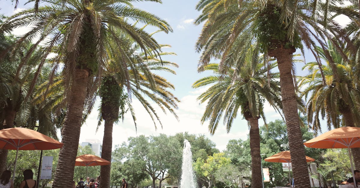 佛羅里達大學線上碩士 - Engineering 線上 CS / DS / AI：科技